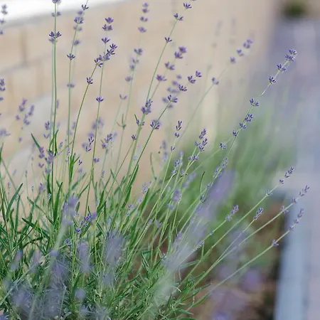 стильная уютная апарт-студия Silena Apartamento